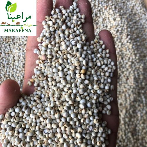 ذرة سودانية 50 كيلو