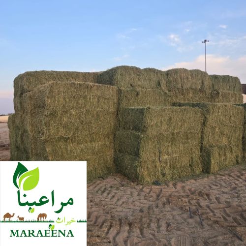 جت مصري 200 كيلو