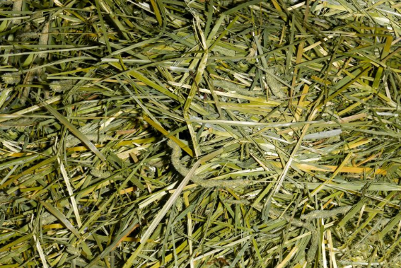 Timothy Hay USA - 50kg